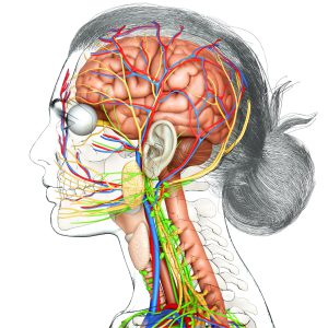 zenuwen bloedvaten ;lymfe hoofd